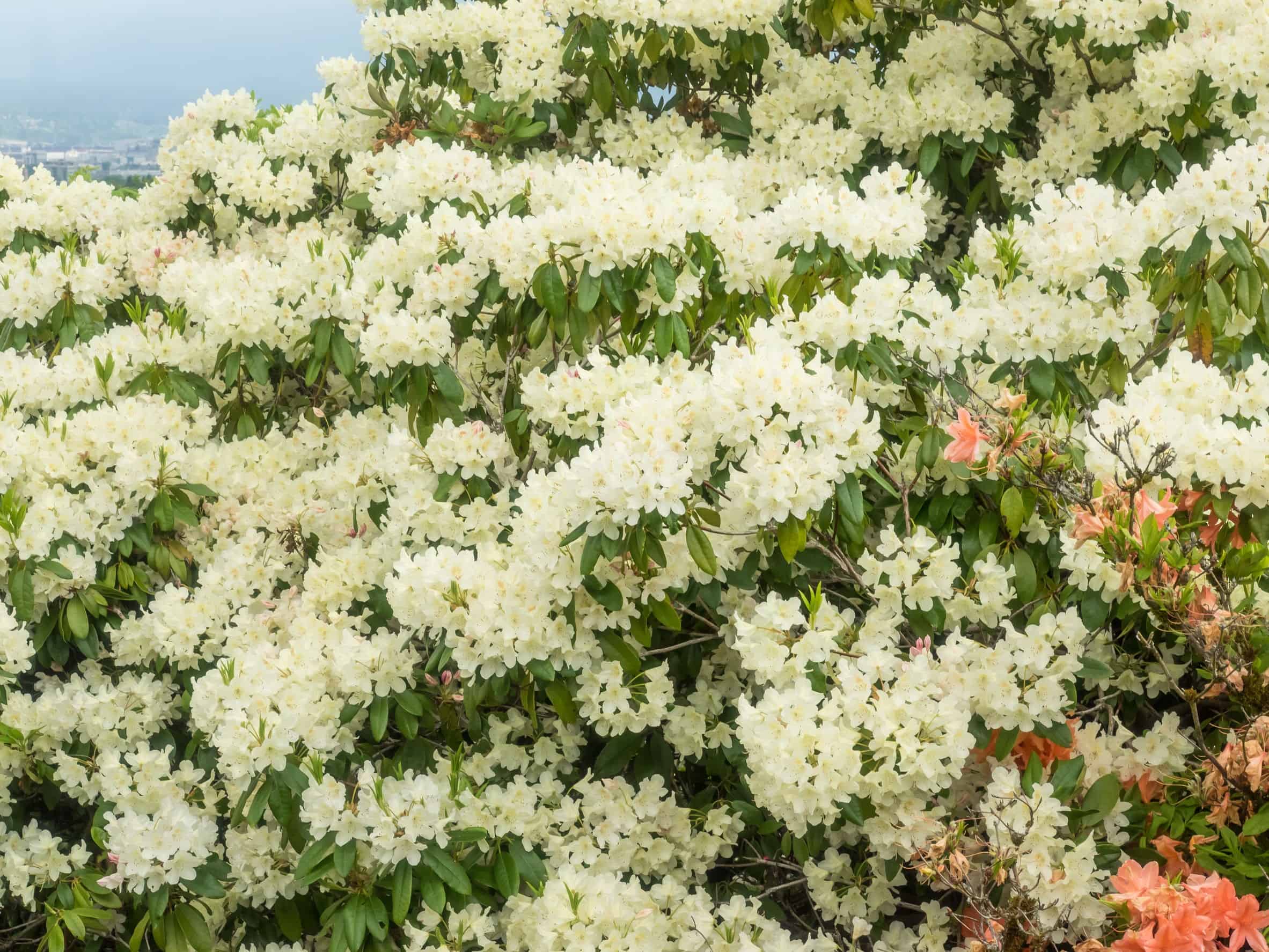 Sweet azaleas smell nice but they are poisonous.