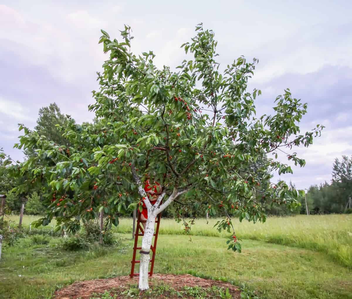 Grow 2-3 sweet cherry trees together for pollination.