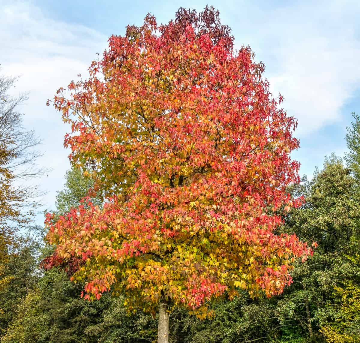 Sweet gum trees are known for their star-shaped leaves.