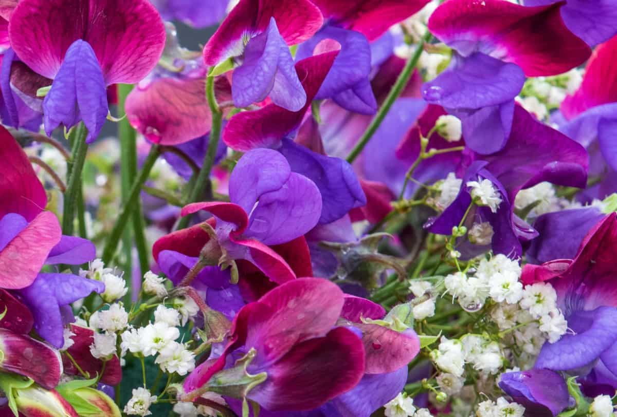 Sweet peas are a natural insect repellent.