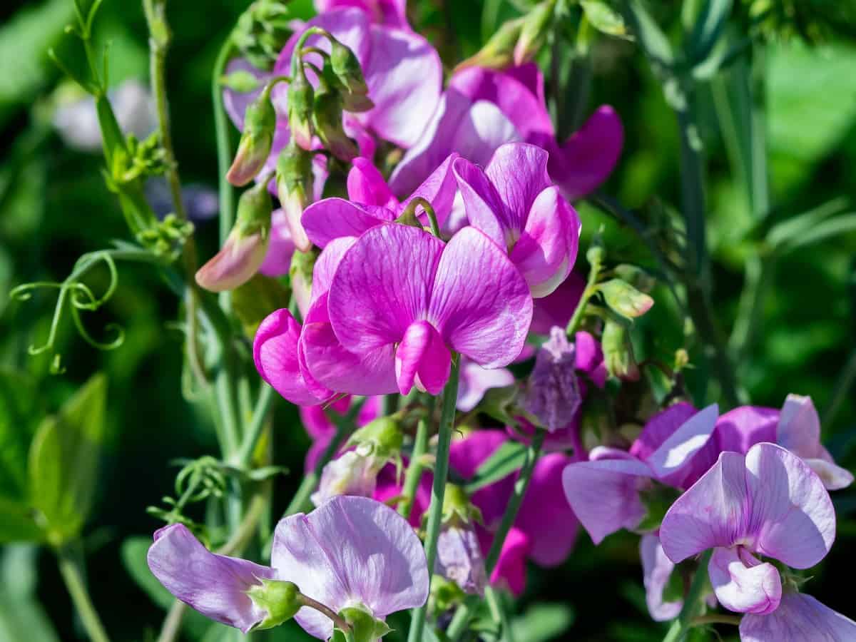Sweet pea is a popular cool season climbing flower.