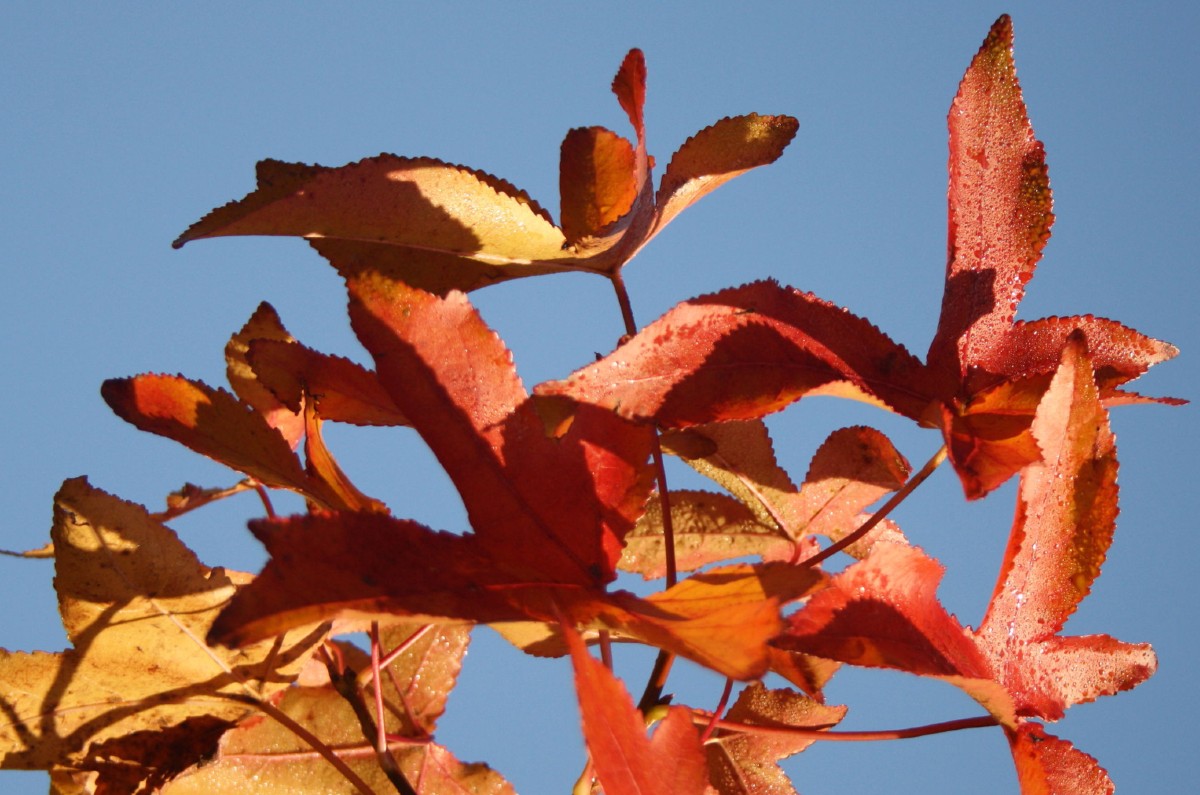 Sweetgum leaves exhibit many fall colors.