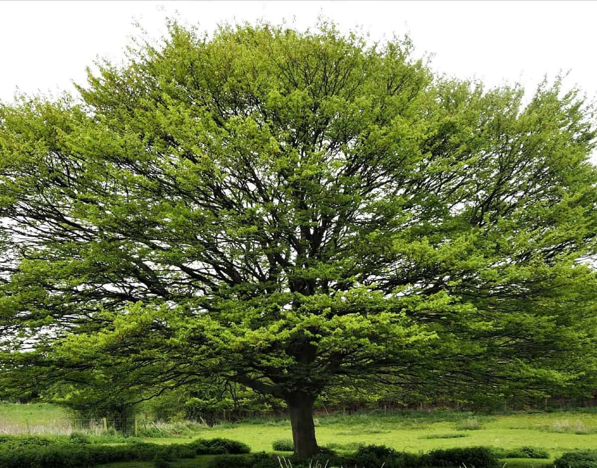 Sycamore trees are fast growers and get to be quite tall.