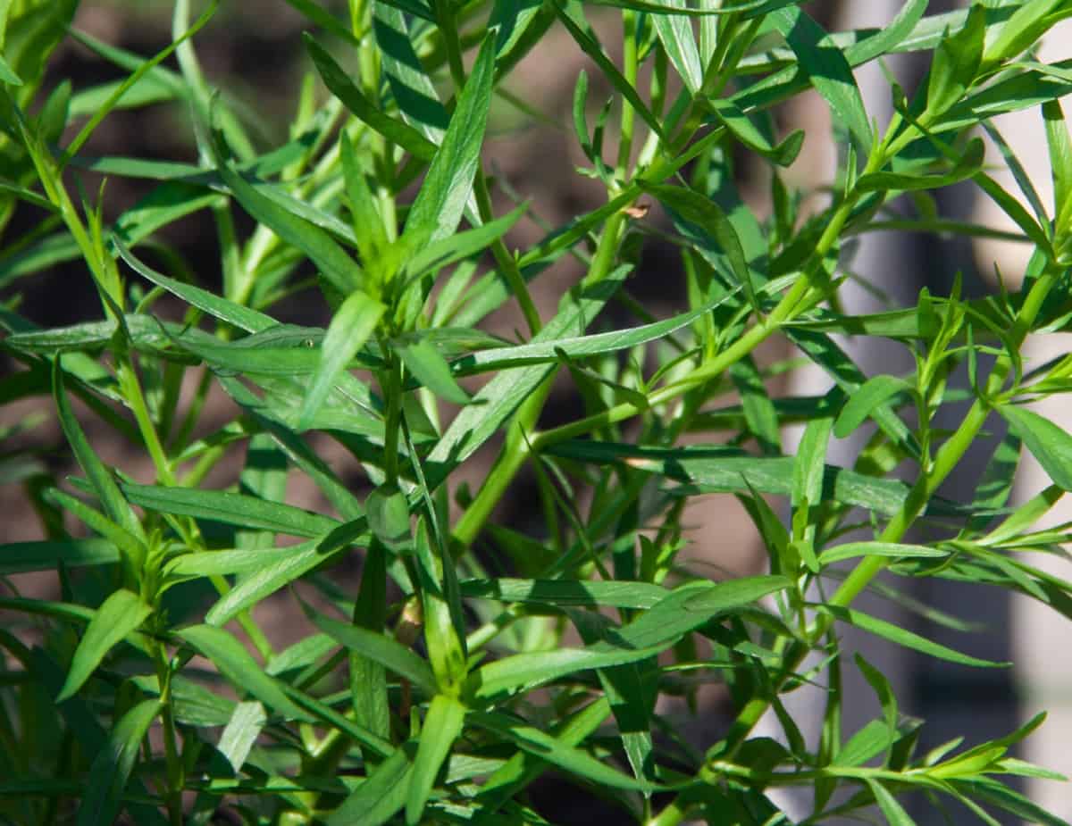 Tarragon is a perennial herb.