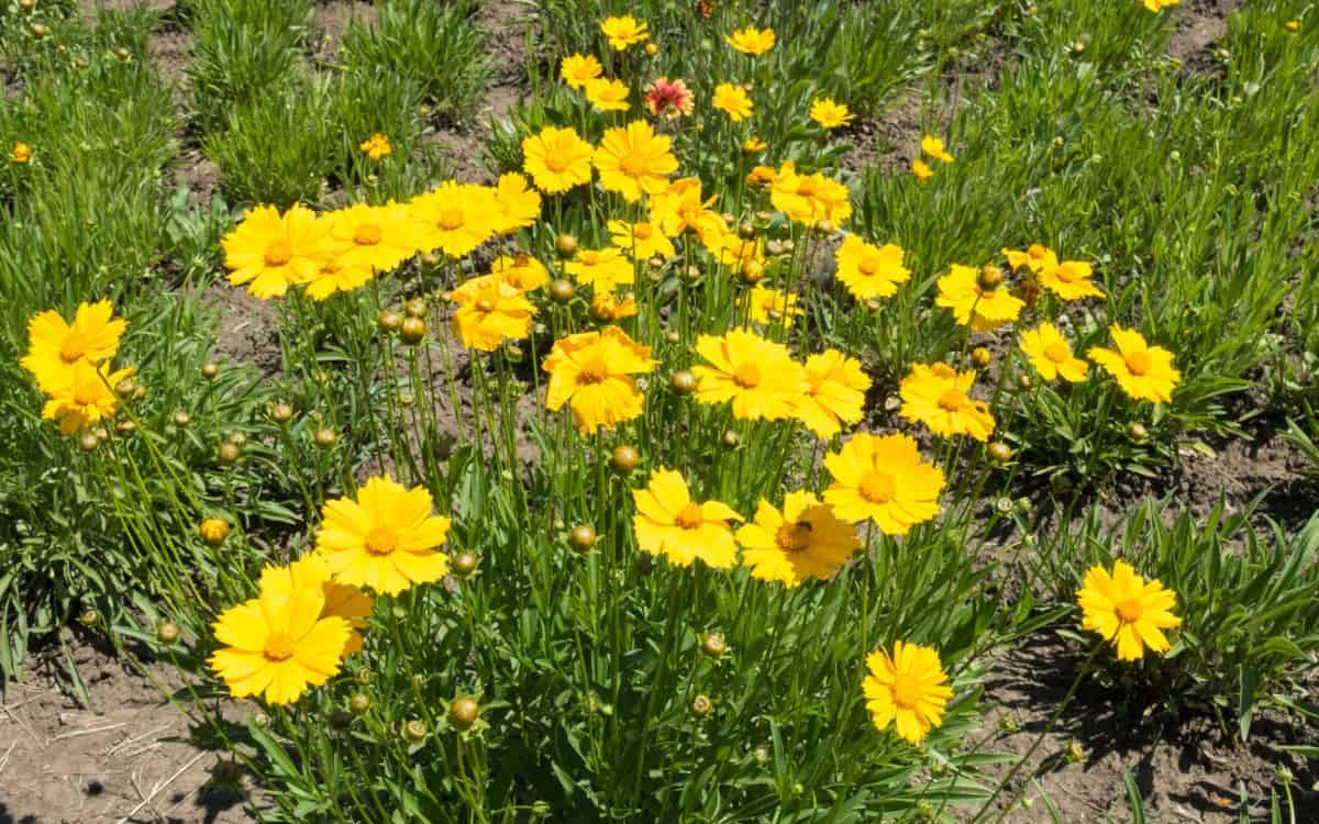 Butterflies love tickseed plants.