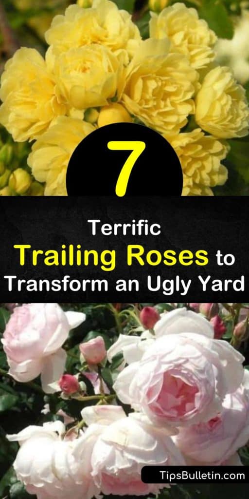 Find the perfect trailing rose for your garden. With full sun, well-draining soil, and good air circulation to prevent black spot, these rambler rose bushes happily grow over walls, arches, or the ground. Available in apricot, white, and more. #roses #ramblers #trailingroses