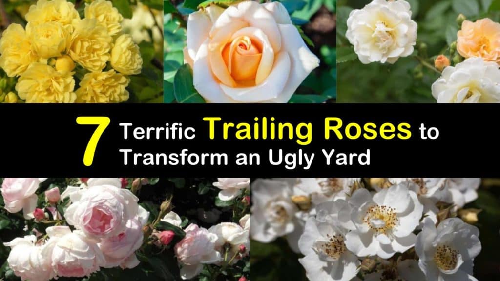 Trailing Roses titleimg1