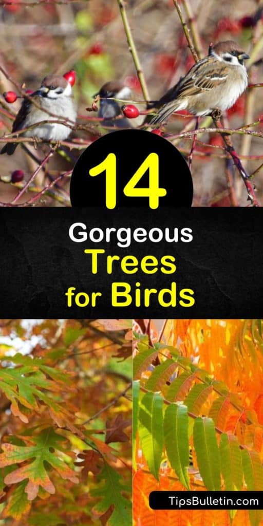 Fill your property with wild birds like thrushes, waxwings, songbirds, and woodpeckers with this list of native trees. Plants like viburnum and mulberry trees attract birds with their red and black berries, shelter, and nesting sites. #trees #birds