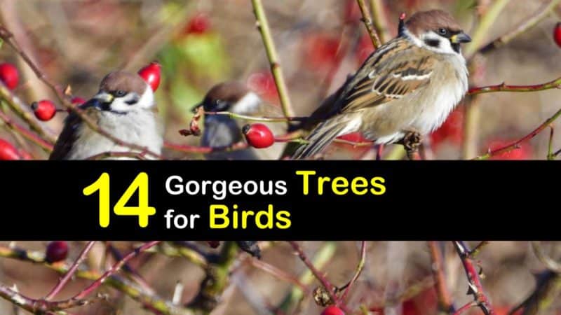 14 Gorgeous Trees that are for the Birds