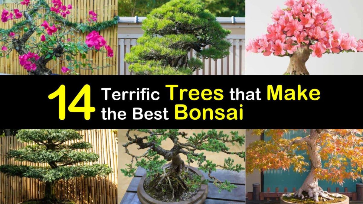 14 Terrific Trees that Make the Best Bonsai
