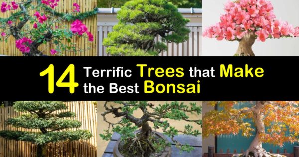 Bonsai 3 Erdschaufeln zum Umtopfen Ihres Bonsai aus Kunststoff 165x70x60x50 mm 