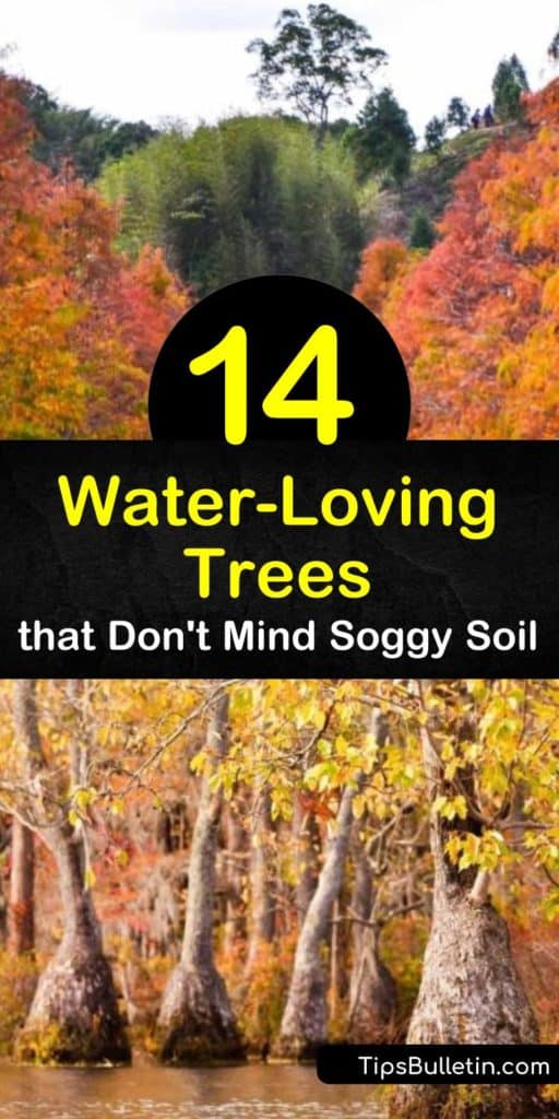 Discover how to fill wet areas of your yard with beautiful, water-loving trees. Trees such as dogwood, red maple, bald cypress, weeping willow, and green ash love wet soils and help dry out the ground so other plants grow. #trees #waterlovingtrees #wetsoil