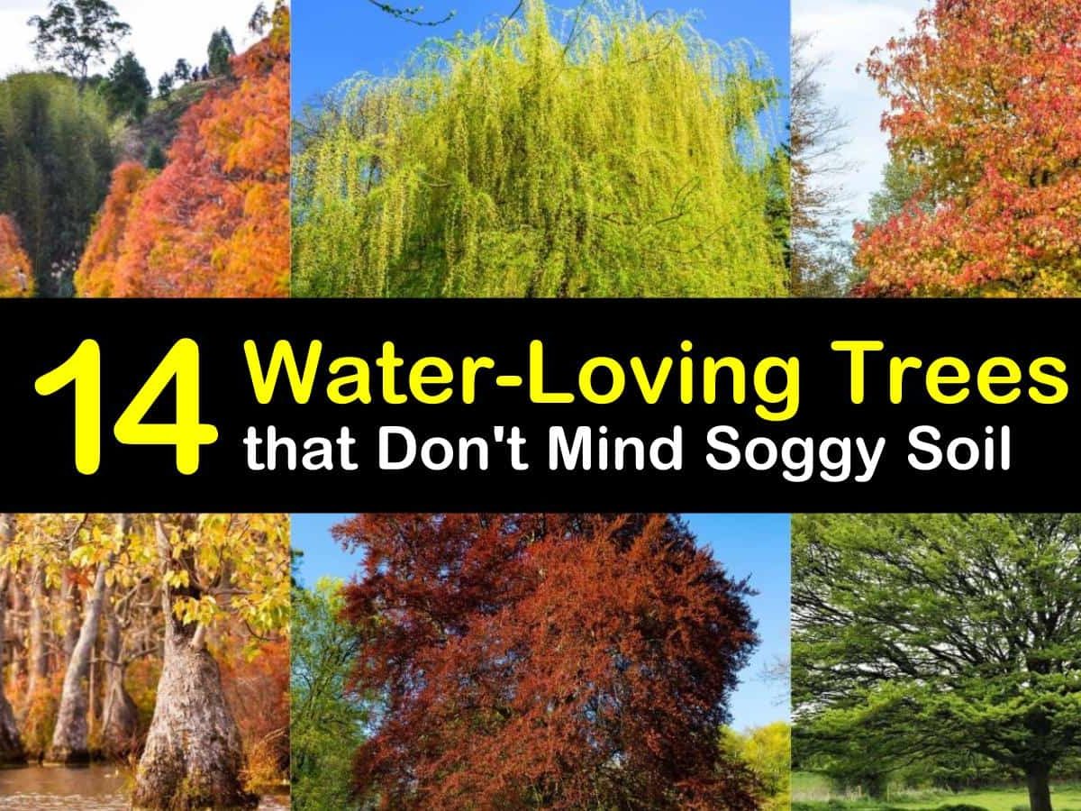 20 Water Loving Trees that Don't Mind Soggy Soil
