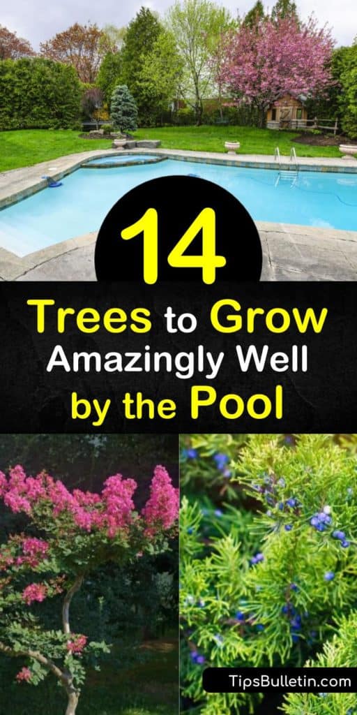 Discover how to create an oasis of palm trees, deciduous trees, and other low maintenance trees while pool landscaping. Plant an acacia or fruitless olive tree for unique shape and foliage and other poolside trees such as citrus and palms. #pooltrees #pool #tree #growingtrees