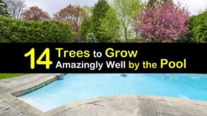 Trees to Grow by the Pool titleimg1