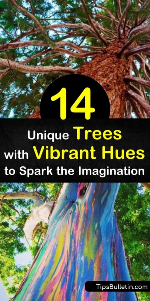 Learn about the different species of trees with colorful bark found in Florida, Texas, and Hawaii. Uncover where to find the Rainbow Eucalyptus trees in Maui and other parts of the world. Know which species to look for in botanical gardens or your own backyard. #trees #colorful #bark #eucalyptus
