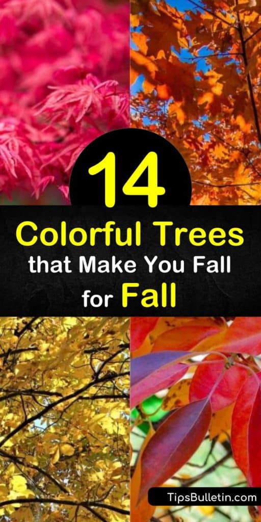 See autumn like you never have before with these colorful trees for fall. Planting the red maple, dogwood, saccharum, or any other small tree in full sun makes their red leaves and yellow leaves showcase their brightest leaf color every year. #trees #fall #color