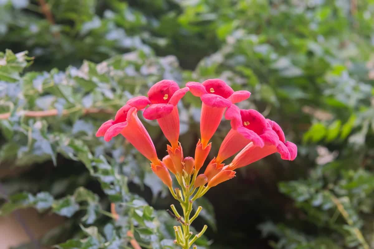 Birds love the cone-shaped flowers of the trumpet vine.