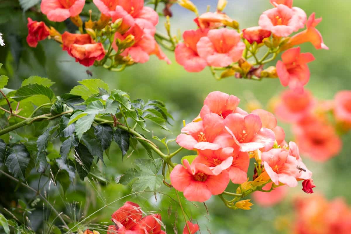Trumpet vines attract hummingbirds from June to September.