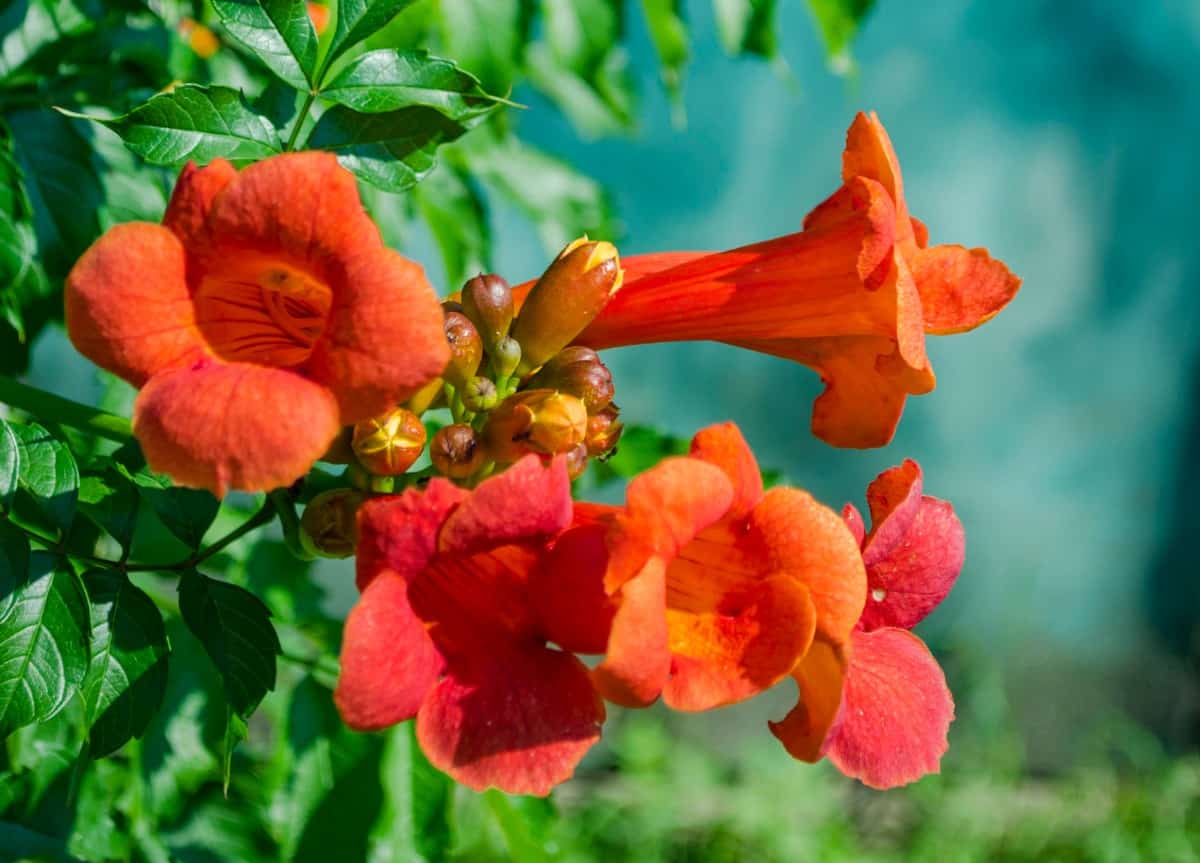 Trumpet vines love the sun.