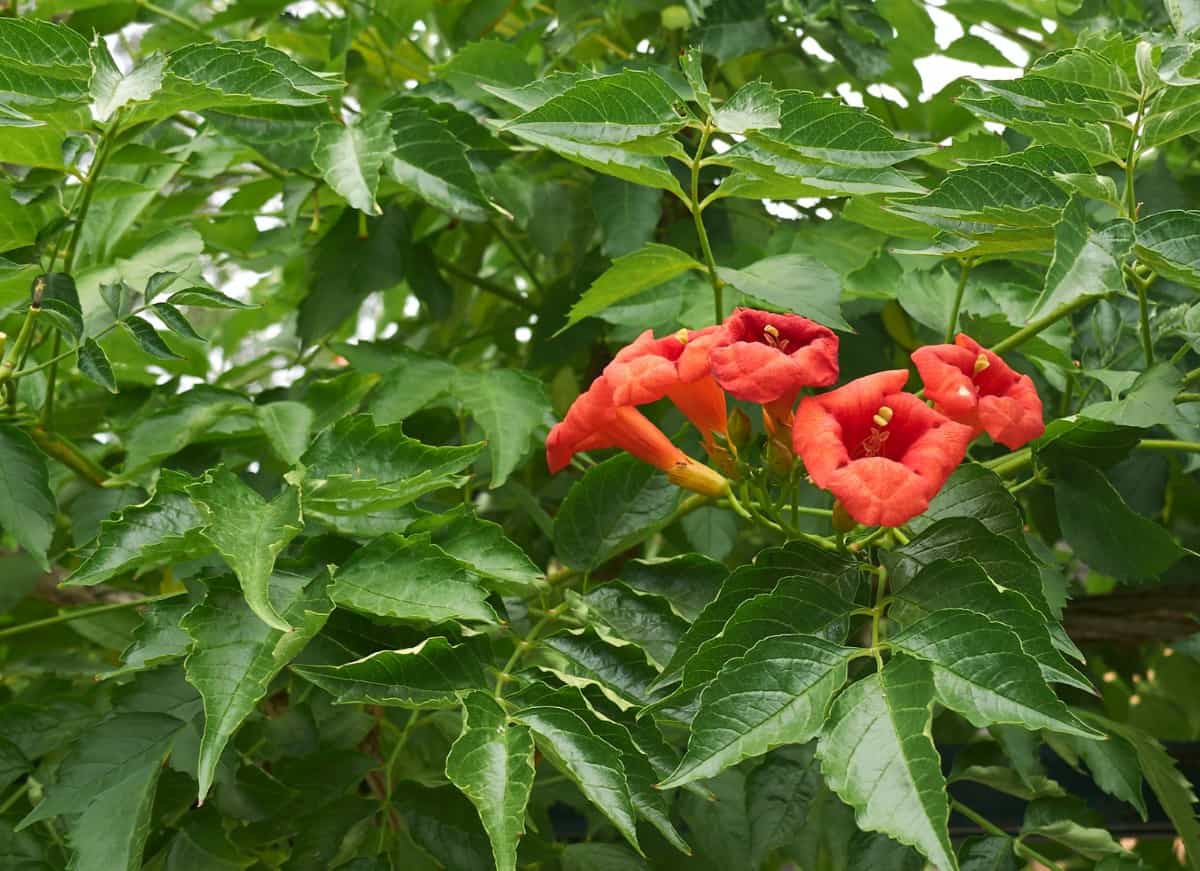 Trumpet vines are a great way to cover an ugly privacy fence.