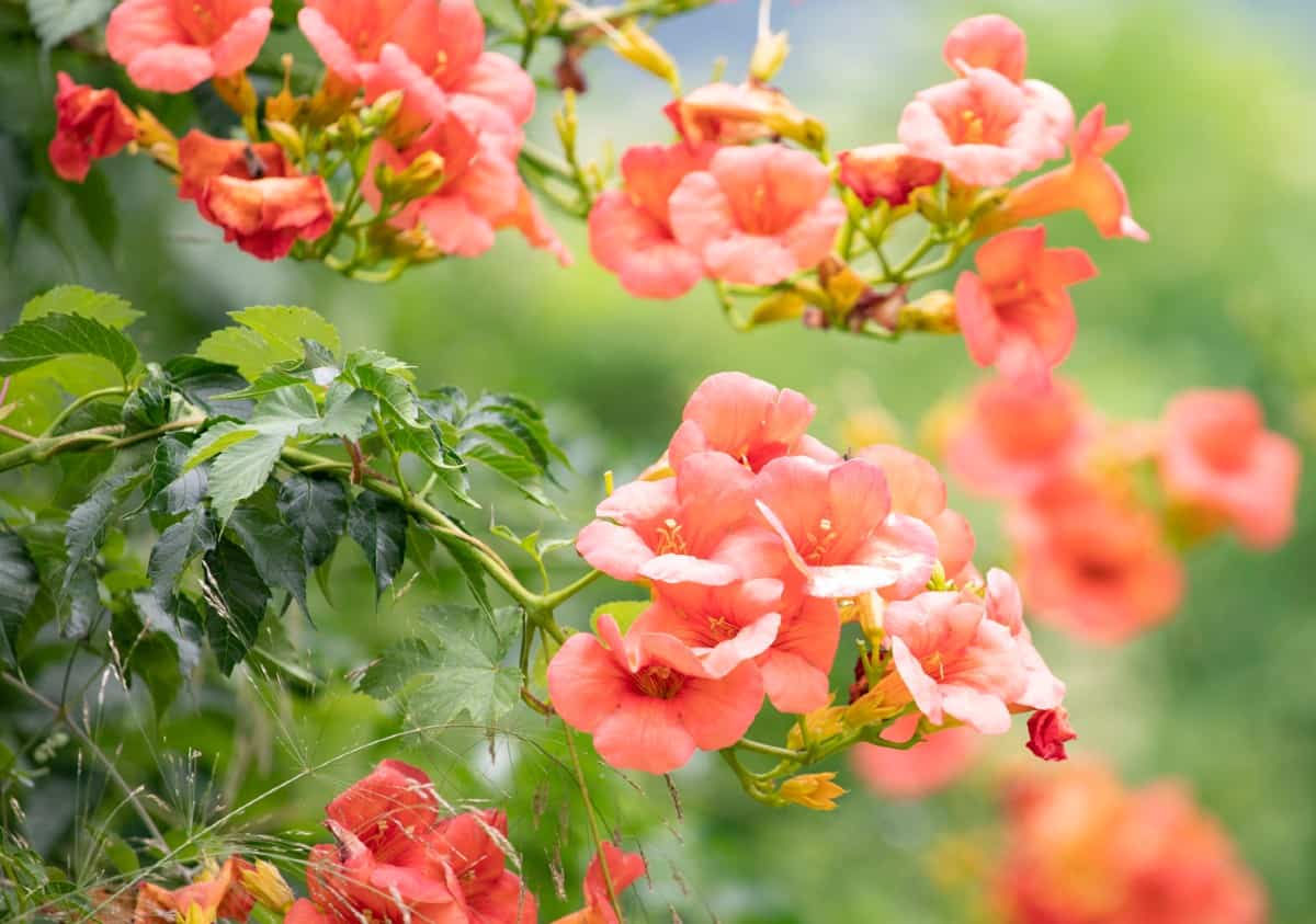 Hummingbirds love the trumpet vine.