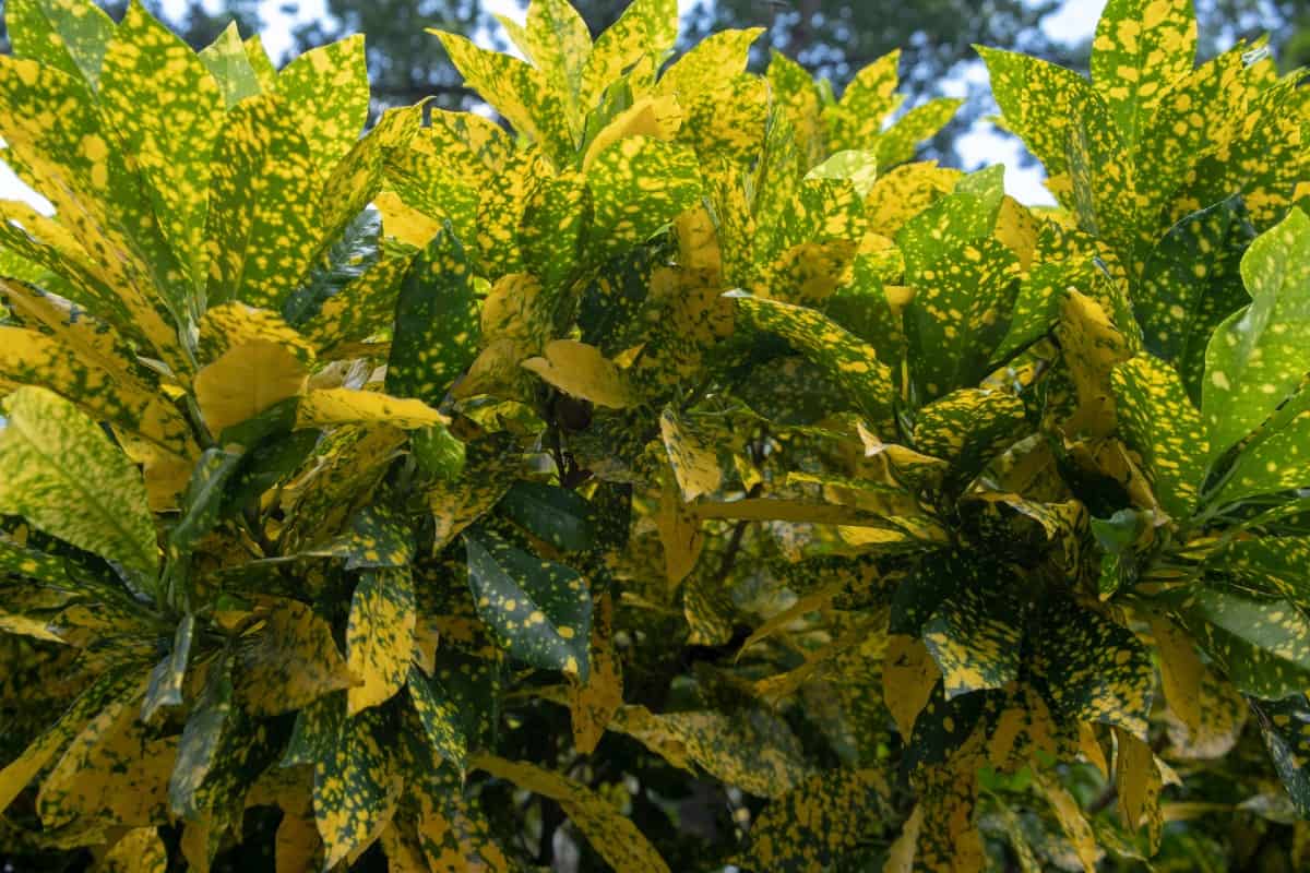 Variegated Japanese laurel is an evergreen with four season interest.