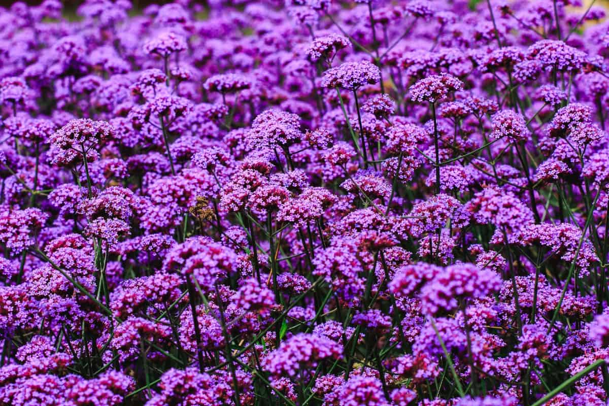 Verbena is a drought tolerant plant that loves full sun.