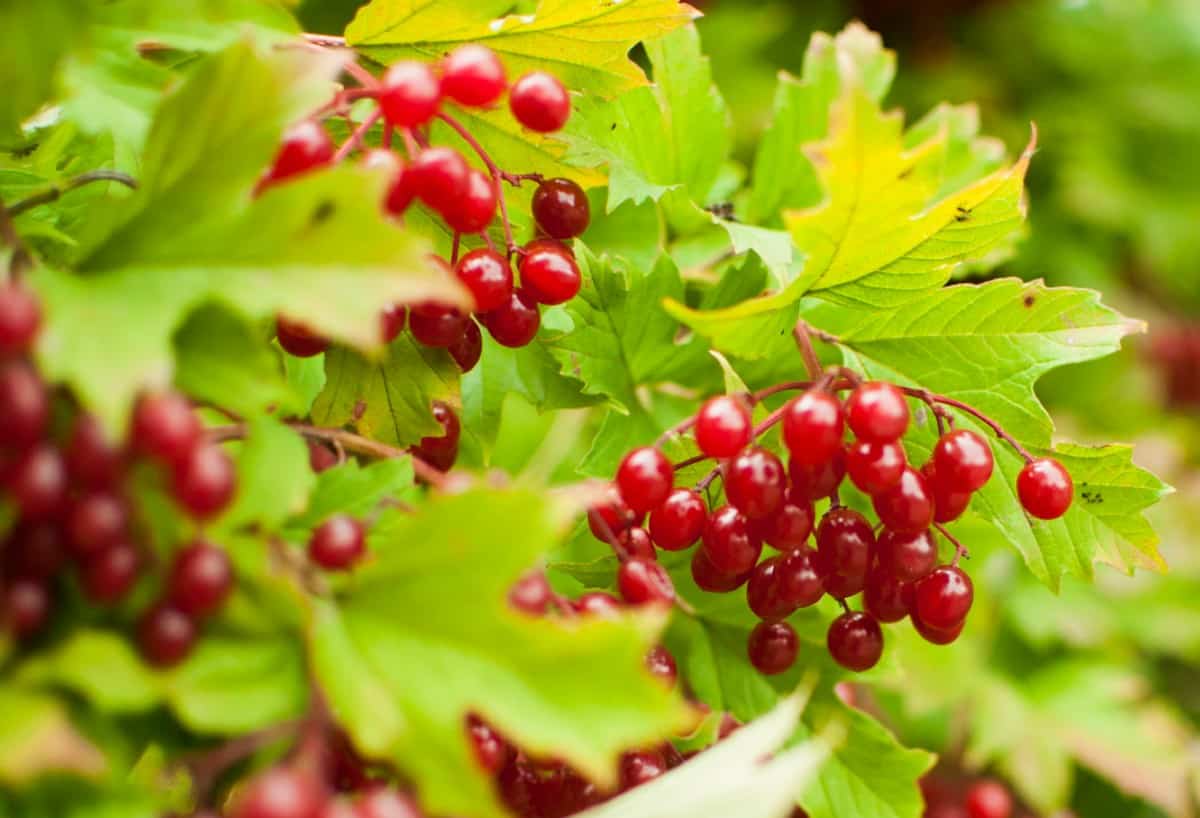 Viburnum is a shrub with snowball-like clusters of flowers.