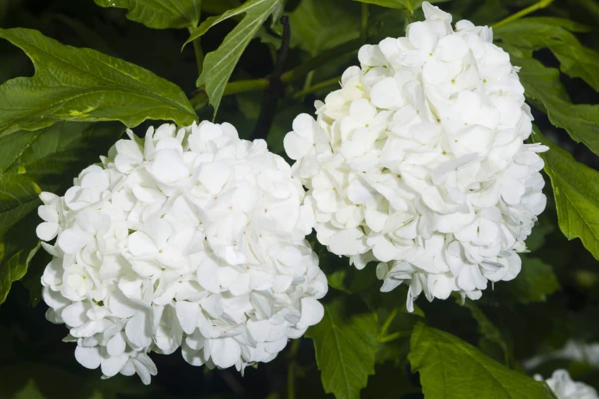 Viburnum is a deer resistant flowering bush.