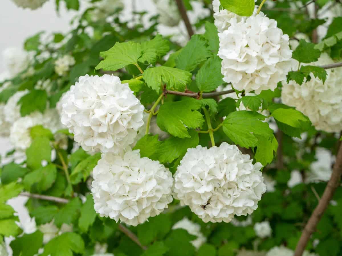 Viburnum is also called the snowball bush because of the way the flowers form.