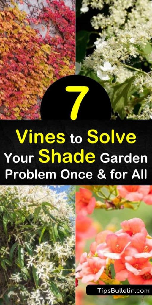 Learn about shade-loving vines, from flowering vines like Japanese honeysuckle to Boston ivy, which can act as ground cover. Though some of these vines also grow in full sun, some handle full shade. Perk up a garden with the white flowers of hydrangea petiolaris. #vines #shadeplants #shade