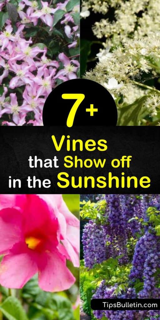 Bring your yard to life with flowering vines like the trumpet vine, honeysuckle vine, and other deciduous and evergreen plants. These twining vines embrace the full sun and showcase pink and white flowers over trellises and pergolas from early spring to late summer. #vines #sun