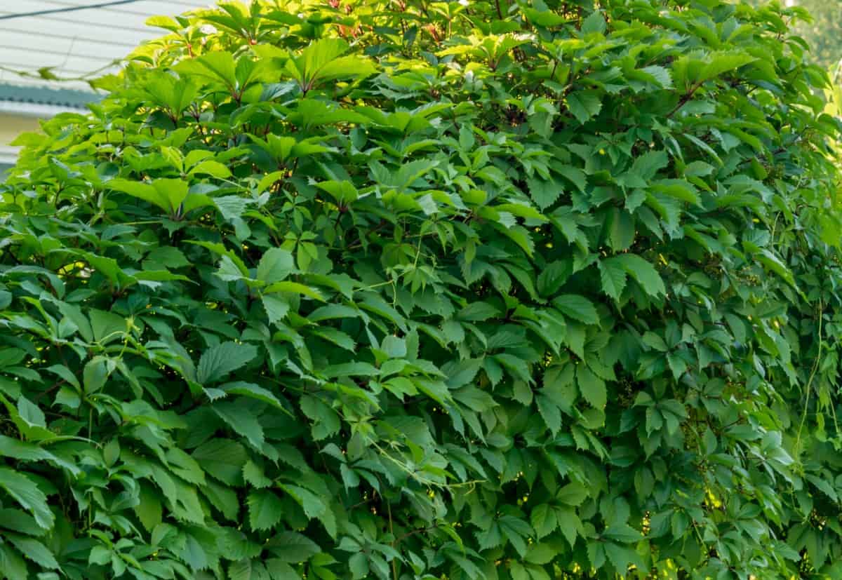 Virginia creeper is a deciduous vine.