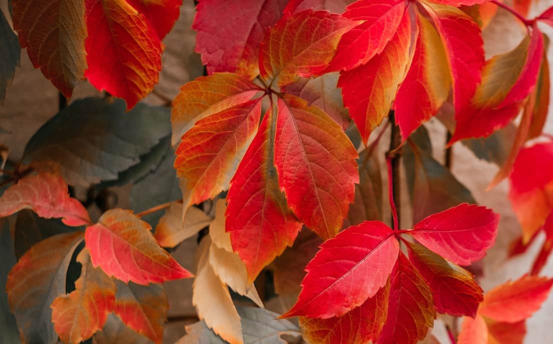 Regularly prune Virginia creeper to keep it manageable.