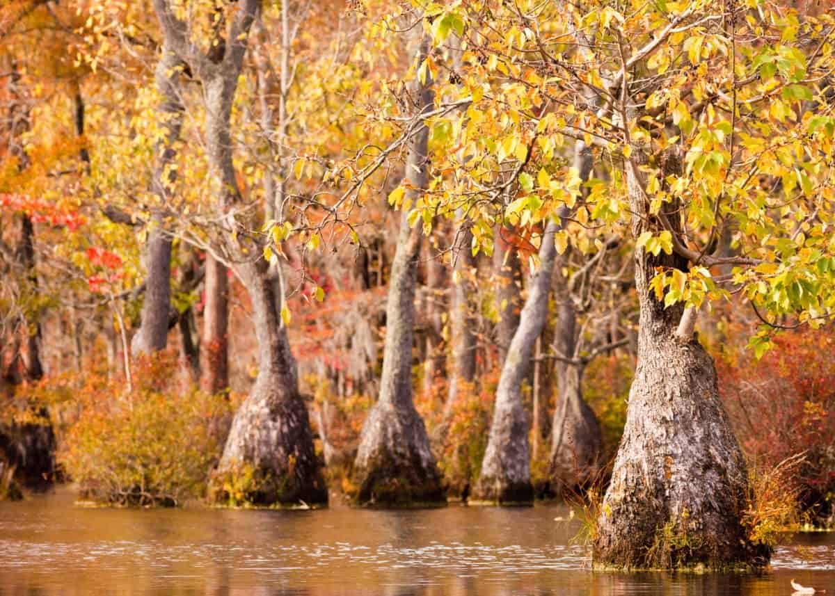 Water tupelo trees are water-tolerant.