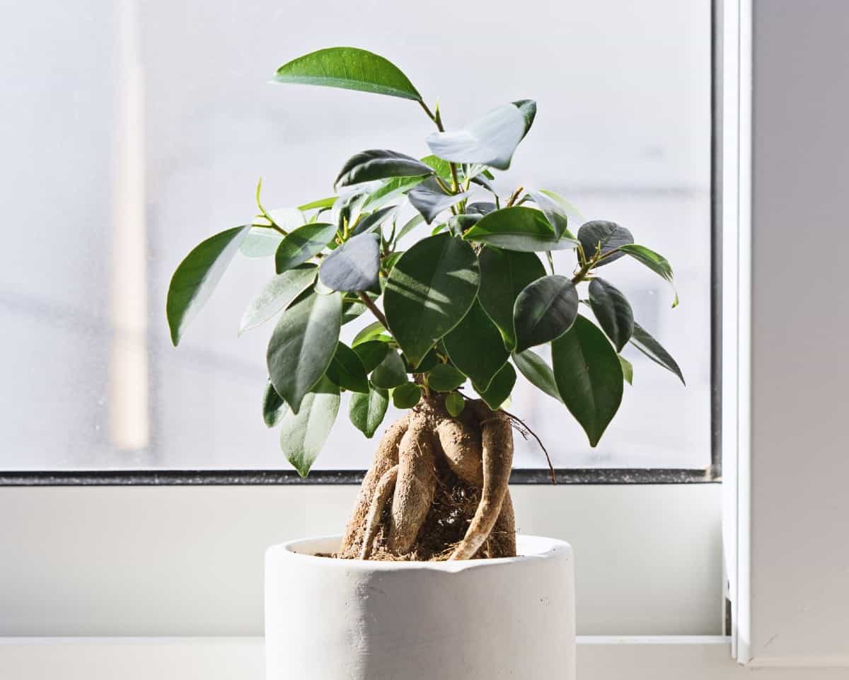 Weeping fig is a popular houseplant.