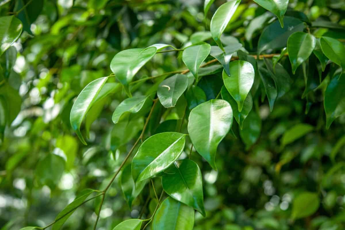 Weeping fig trees are better known as ficus trees.