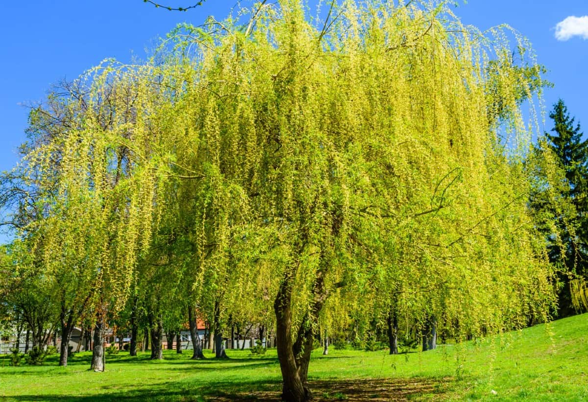 Weeping willow trees don't mind cold temperatures.