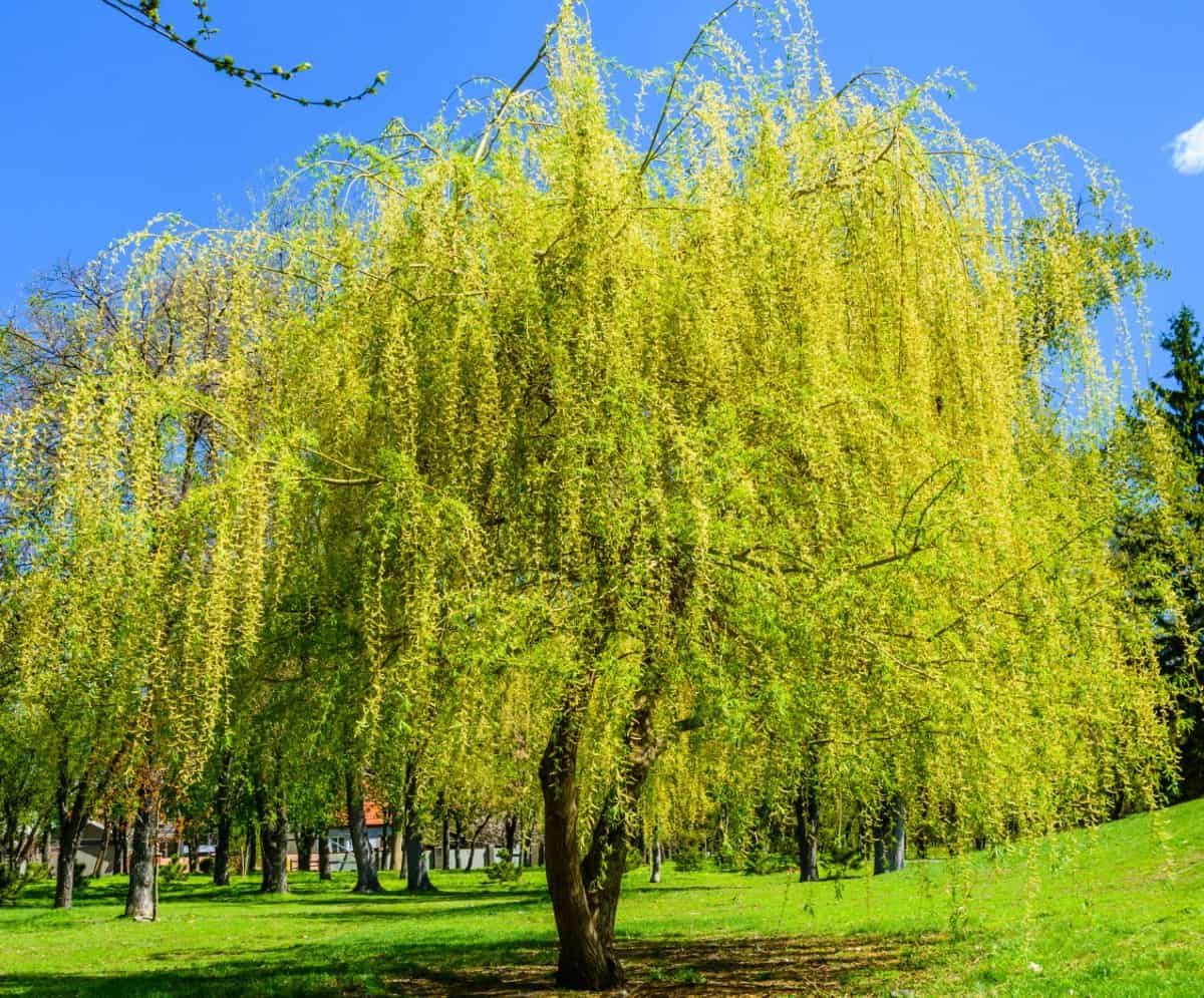 Weeping willows are attractive, graceful trees.