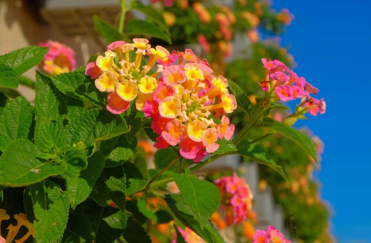 West Indian lantana is an easy-growing ground cover plant.