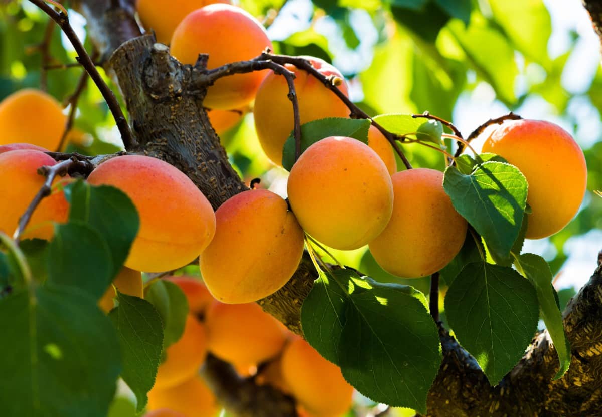 Harvest Westcot apricots in August.