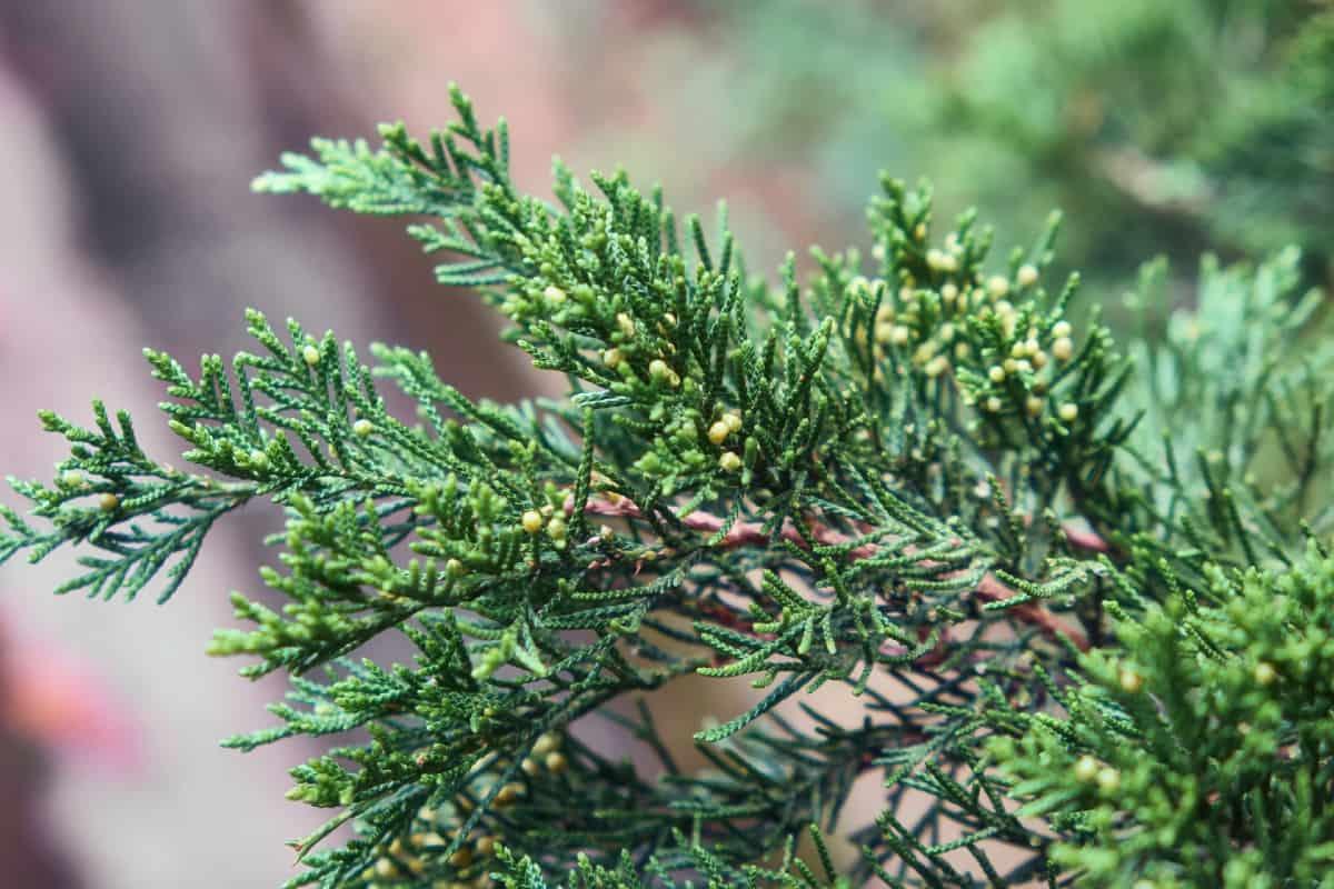 Western red cedar is a conifer with aromatic leaves.