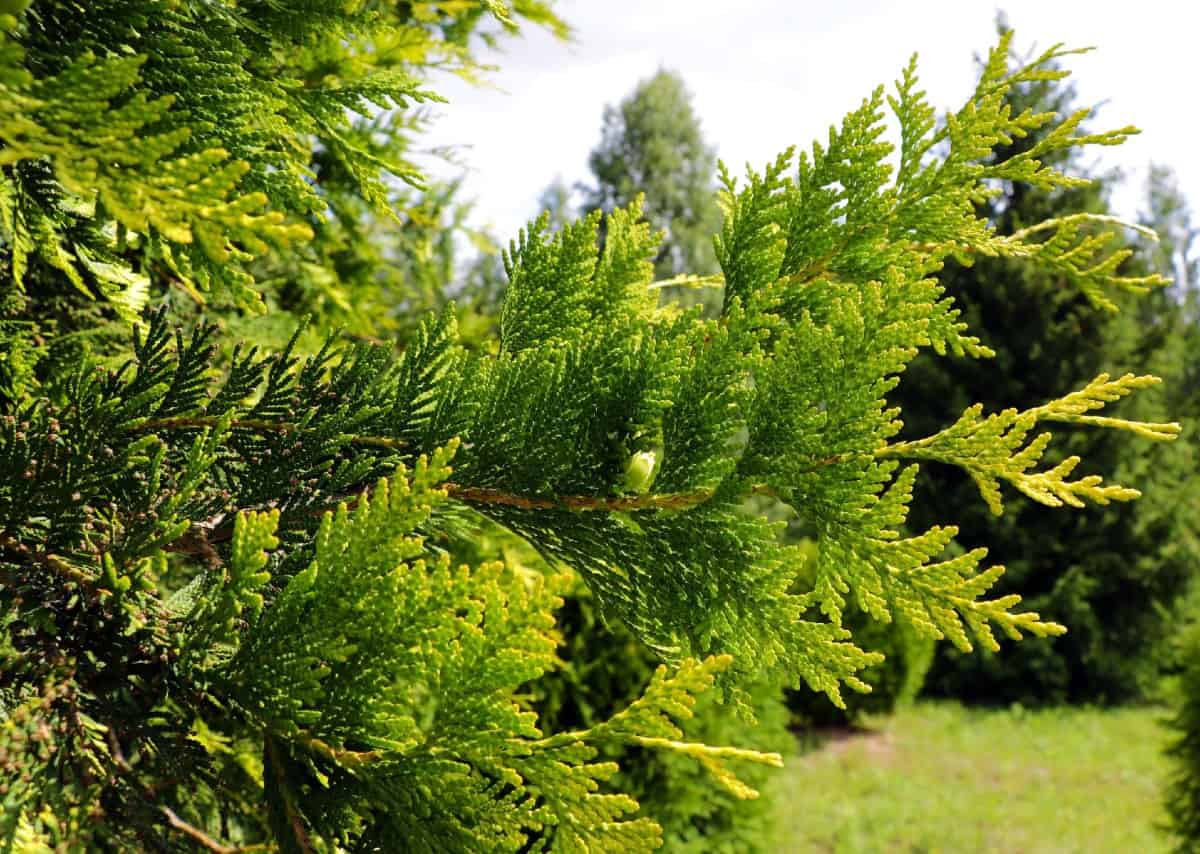 White cedar is an evergreen with fan-like branches.