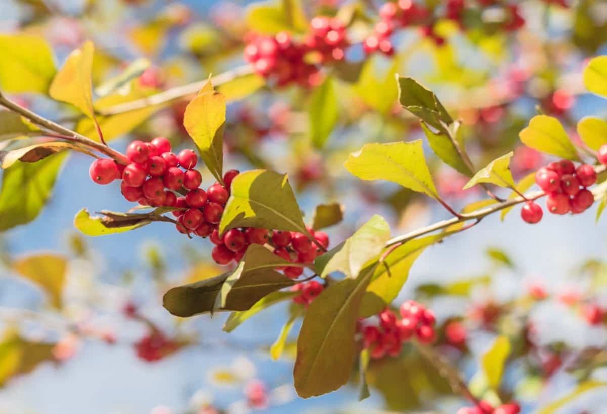 Winterberry is a holly variety that draws birds.