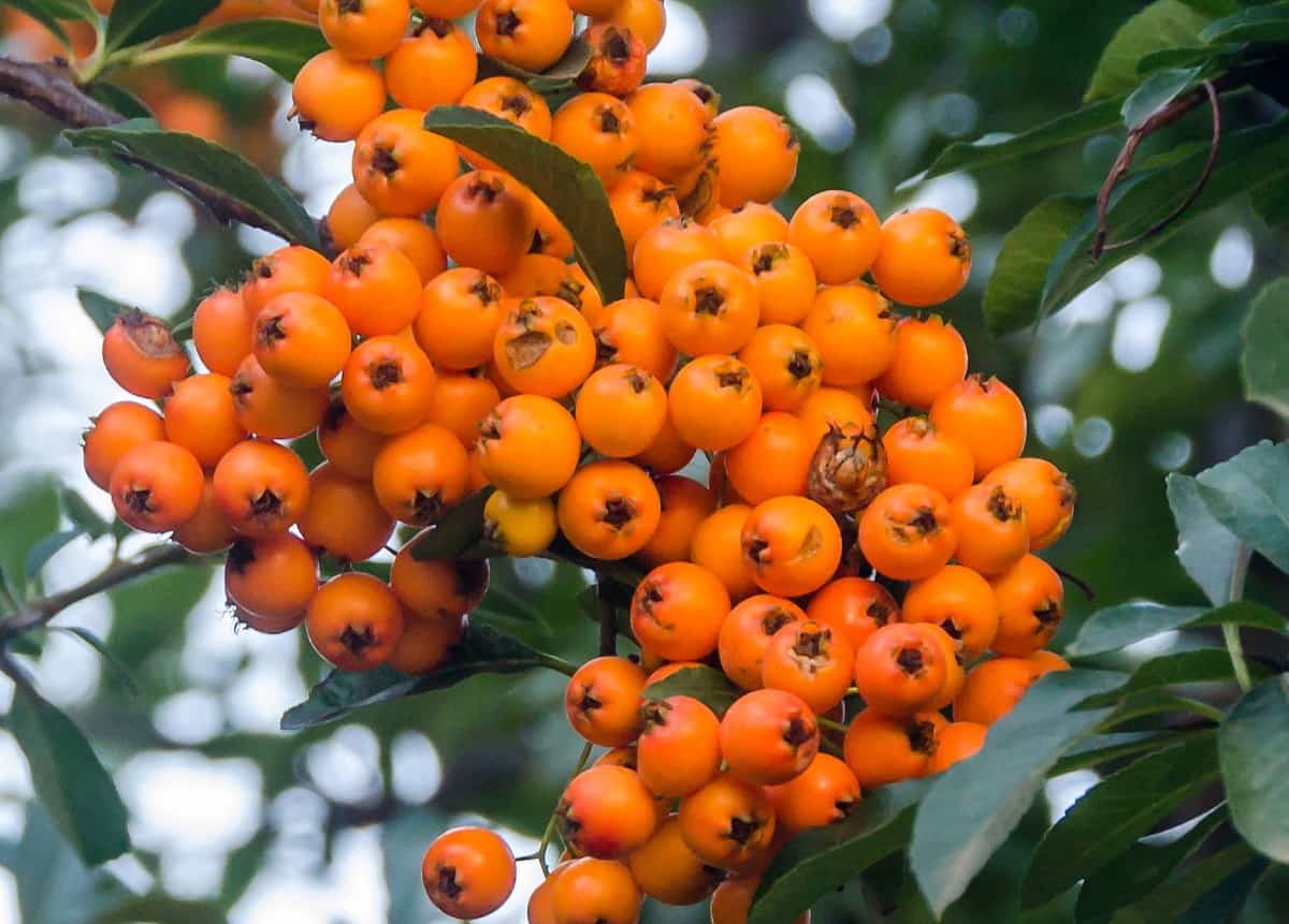 Winterberry or black alder trees are virtually pest-free.