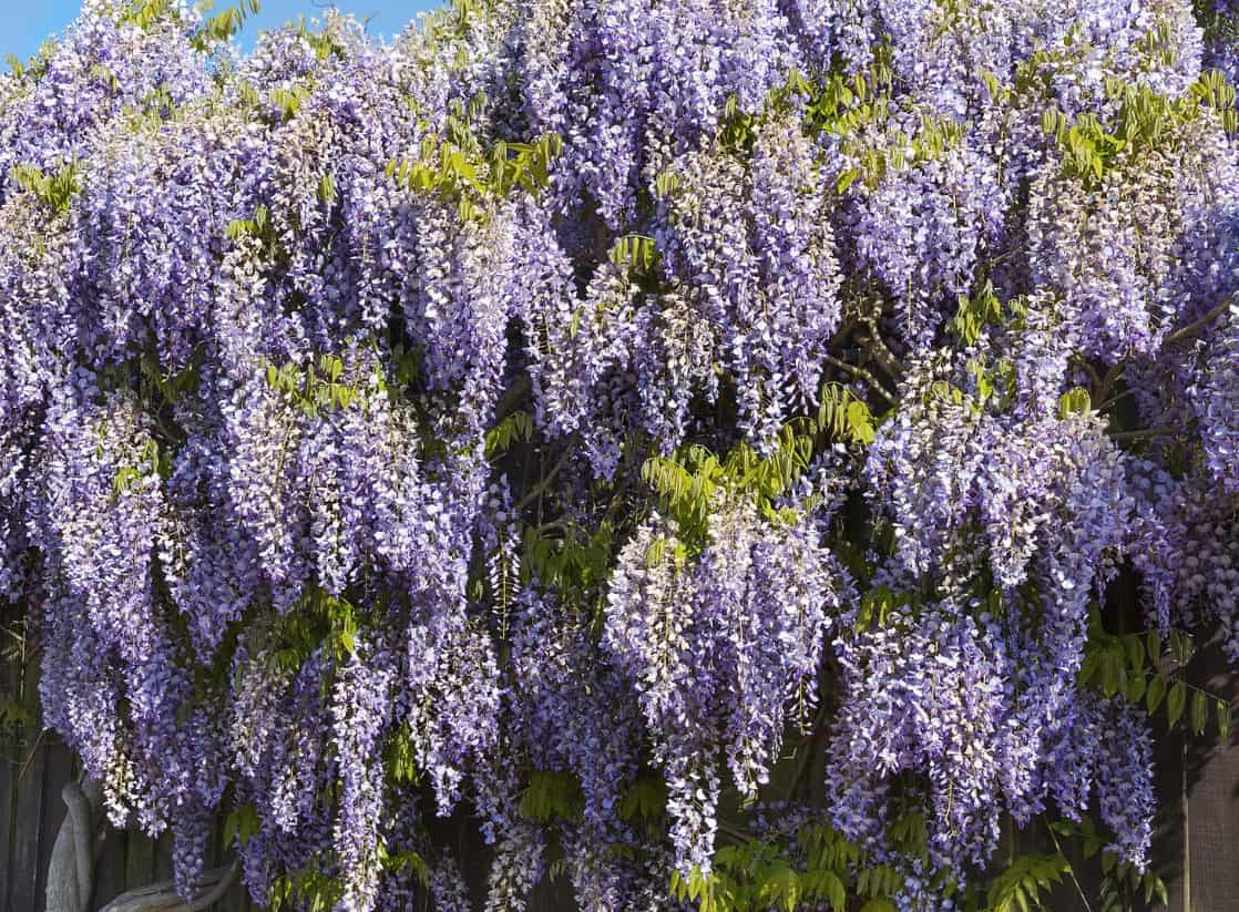 Wisteria grows so quickly that it can become invasive.