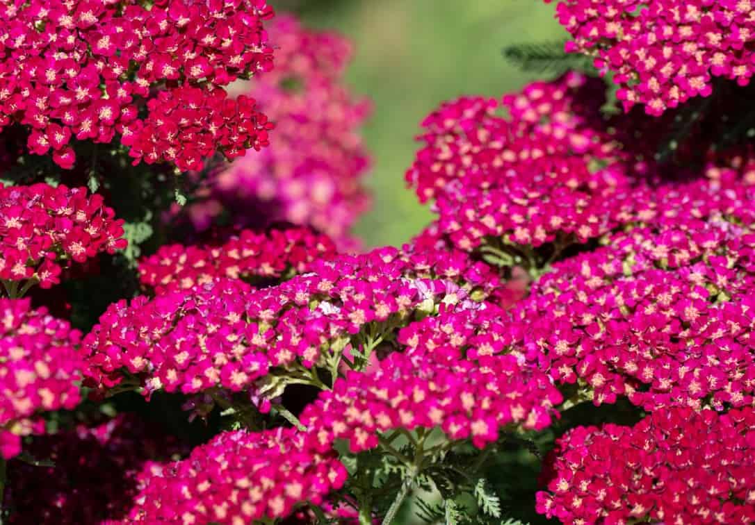 Yarrow is a drought-tolerant annual plant.