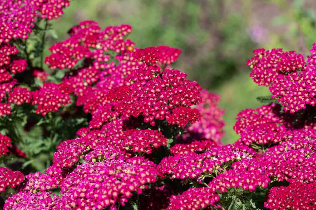 Yarrow is a perennial sun-lover.