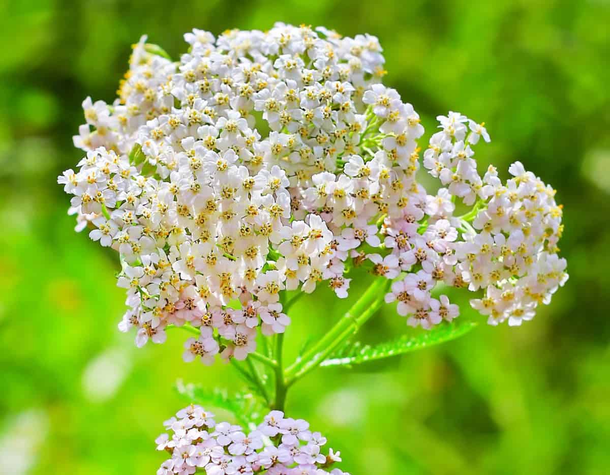 Yarrow does best in full sun.